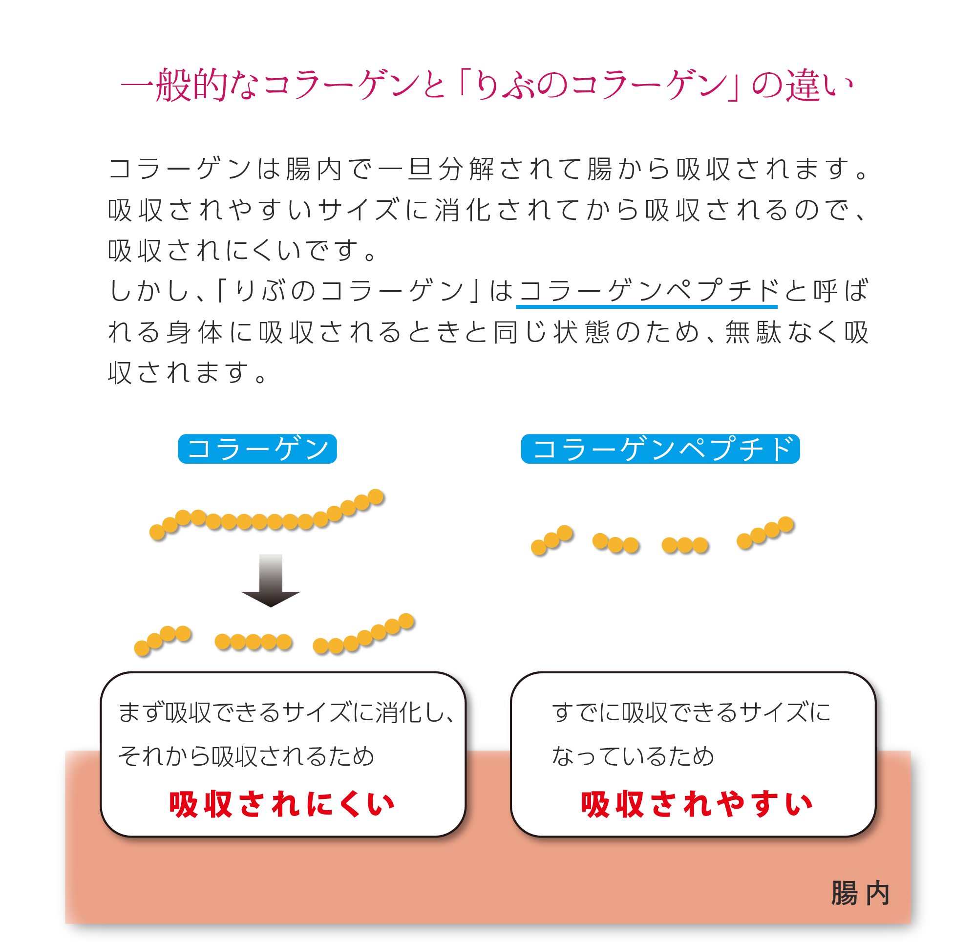 コラーゲンペプチドは身体に吸収されやすい